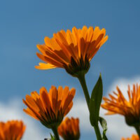 Blumen am Hof