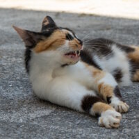 Katze von Gasthaus Pranzl