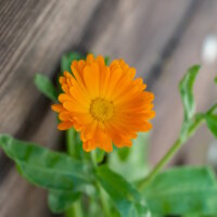 Blumen am Hof