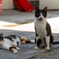 Katzen von Gasthaus Pranzl