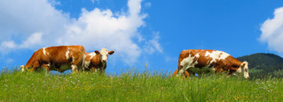 Landwirtschaft vom Gasthaus Pranzl Kleinschönleiten