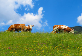 Landwirtschaft des Gasthauses Pranzl Schönleiten