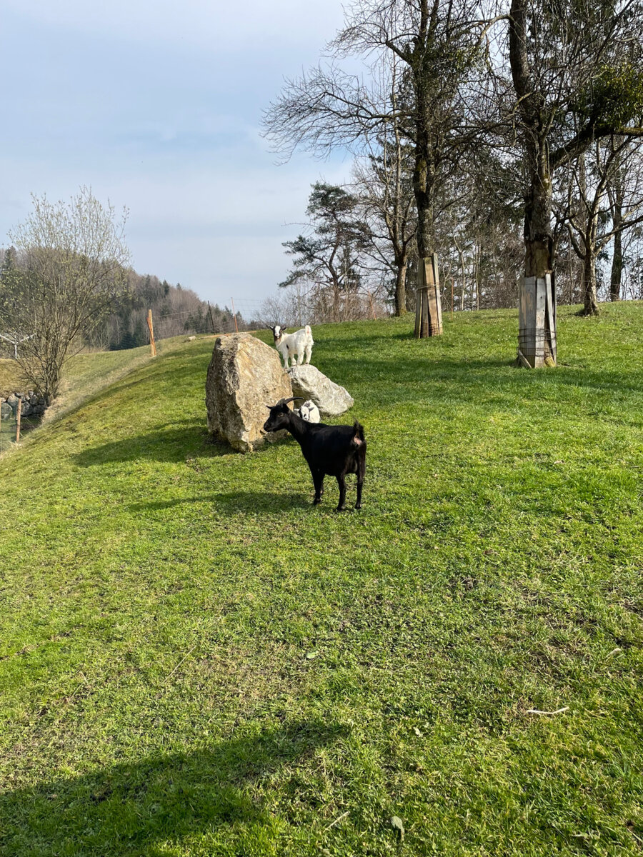 Ziegen auf der Wiese