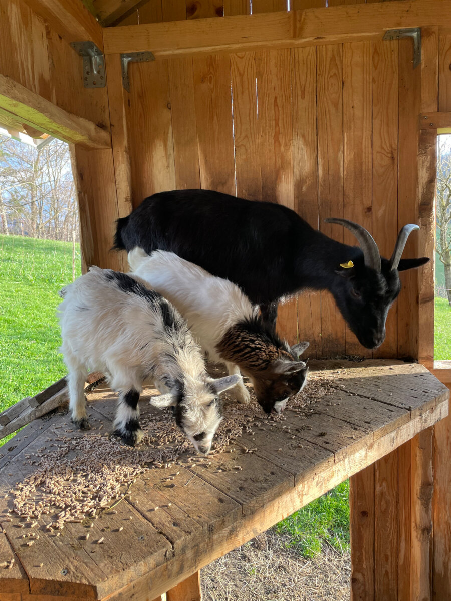 Ziegen in der Hütte