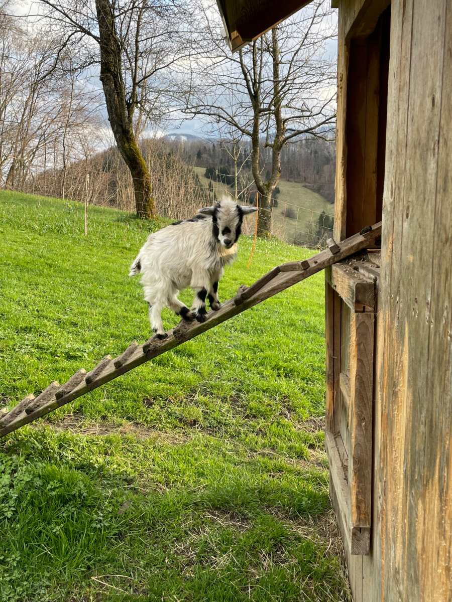 Ziege auf der Treppe